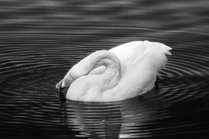 Swan Ripple 3 BW